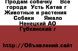 Продам собачку  - Все города, Усть-Катав г. Животные и растения » Собаки   . Ямало-Ненецкий АО,Губкинский г.